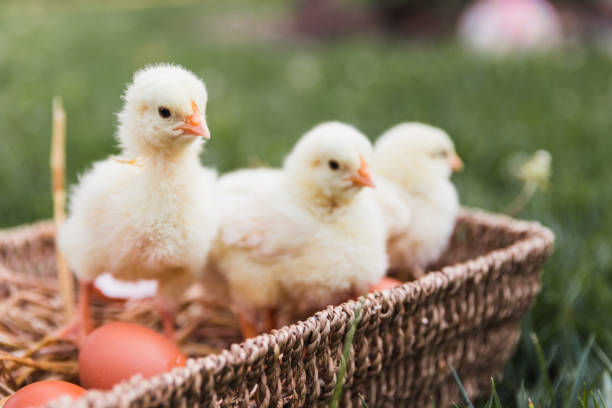 Adorable and soft baby chicks gathered in a wooden basket outdoors