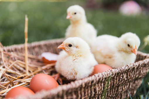 Adorable and soft baby chicks gathered in a wooden basket outdoors