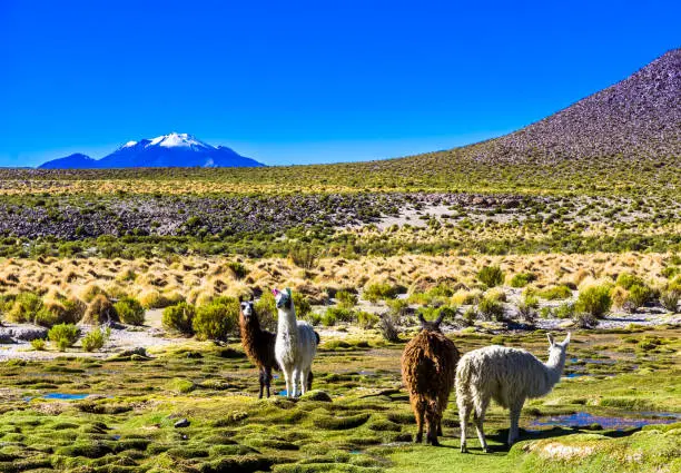 View on Lama standing in the altiplano landscape of Bolivia
