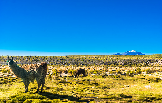 View on Lama standing in the altiplano landscape of Bolivia