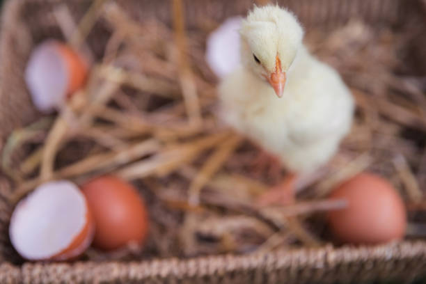 istock Fluffy yellow baby chicken in a chicken nest by broken eggshells 1339333741