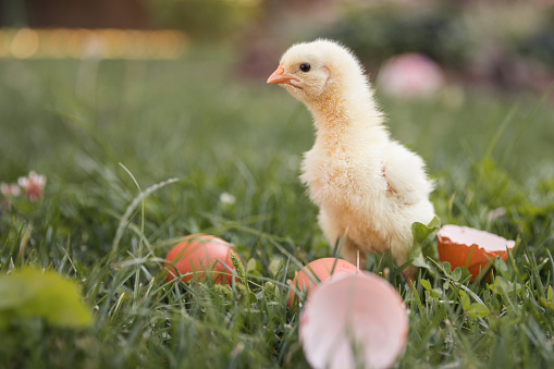 Adorable yellow baby chicken walking on the grass by broken egg shells