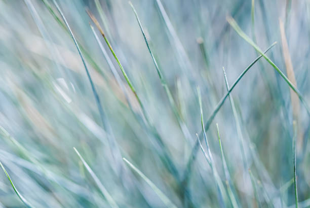 istock Blurred background, texture, pattern of blue green grass. Extreme bokeh with light reflection 1339333758
