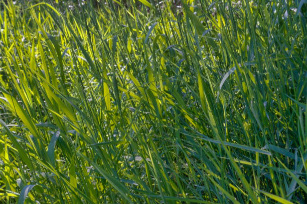 istock Young green grass in spring. Fresh green grass close up nature background. 1339334041