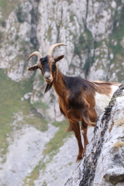 istock Snow goat in Asturias 1339334819