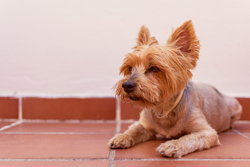 Yorkshire Terrier dog lying in the backyard.