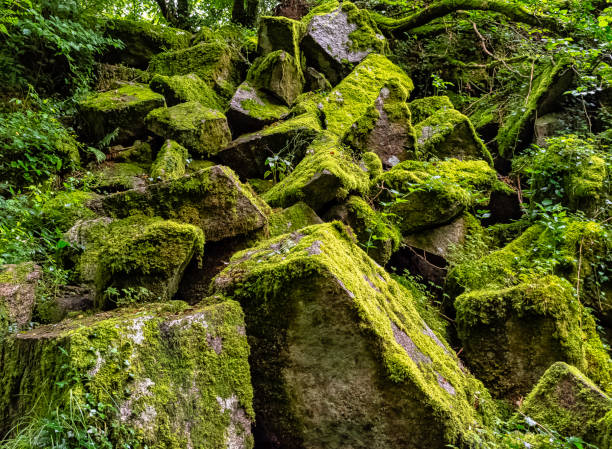 Kennall Vale Nature Reserve, Ponsanooth, Cornwall, United Kingdom