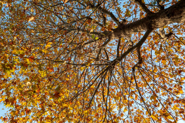 istock Beautiful colorful leaves in autumn 1339335196
