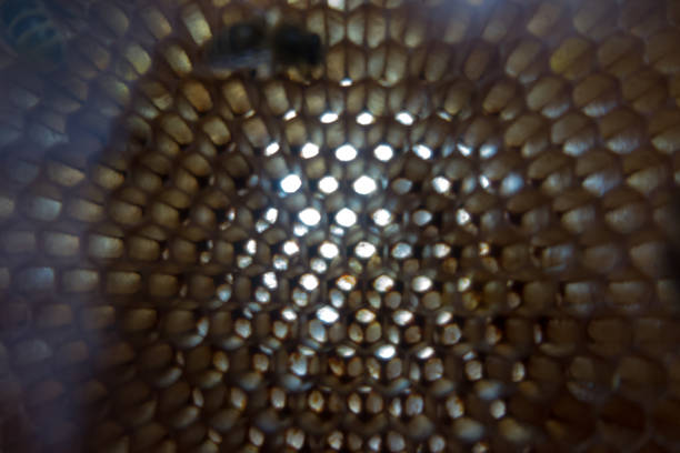 istock bees in a hive on a wax comb 1339336788