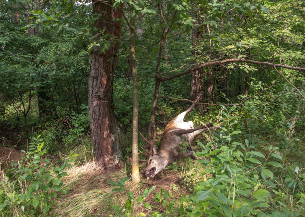 istock A dead deer in a state of initial decay, found in the forests on the Mala Panew river 1339337493