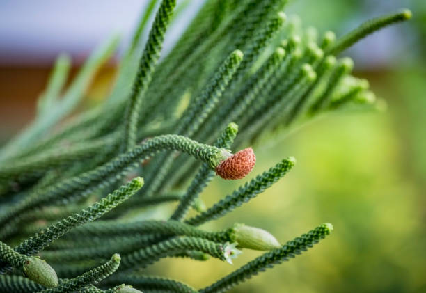 close up of young male cones on branch of evergreen coniferous tree araucaria columnaris, the coral reef araucaria, cook pine, new caledonia pine, cook araucaria, or columnar araucaria. - growth new evergreen tree pine tree imagens e fotografias de stock