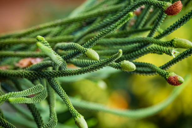 nahaufnahme junger männlicher zapfen auf dem ast des immergrünen nadelbaums araucaria columnaris, der korallenriffaraucaria, cook kiefer, neukaledonien kiefer, cook araucaria oder säulenförmige araukarien. - growth new evergreen tree pine tree stock-fotos und bilder