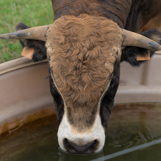 istock Young bull of Aubrac breed 1339337847