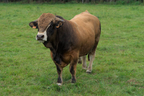 istock Young bull of Aubrac breed 1339337855