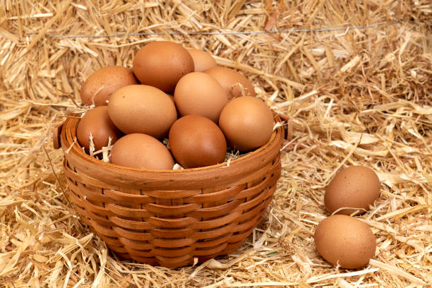 istock Basket of freshly collected eggs 1339340186