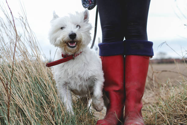 Low angle view of a happy dog with owner in wellies A happy westie dog on a dog walk with muddy boots and paws dog walking stock pictures, royalty-free photos & images