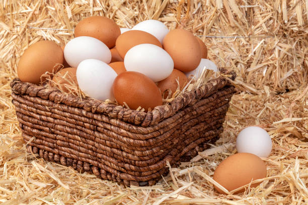istock Basket of freshly collected eggs 1339340356