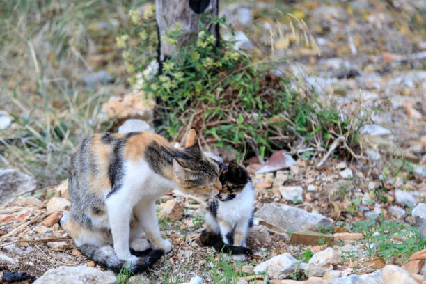 eine gefleckte katze wäscht ein kätzchen auf der straße - fell down stock-fotos und bilder