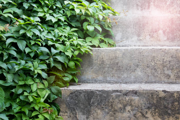 istock Vine leaves laying on concrete stairs 1339341061