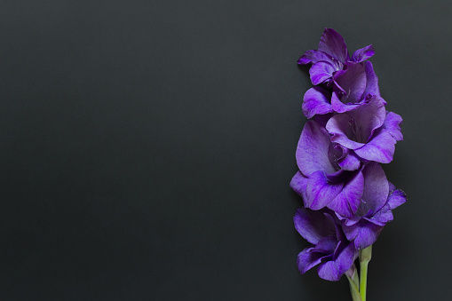 Single flower with purple petals on black background. Photo with copy blank space.