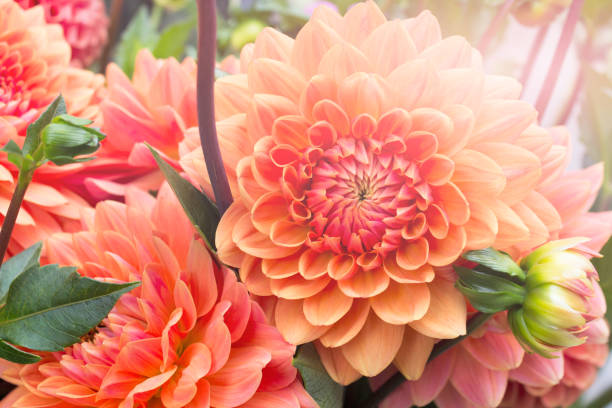 istock Dahlia orange flowers in random messy bouquet 1339341132