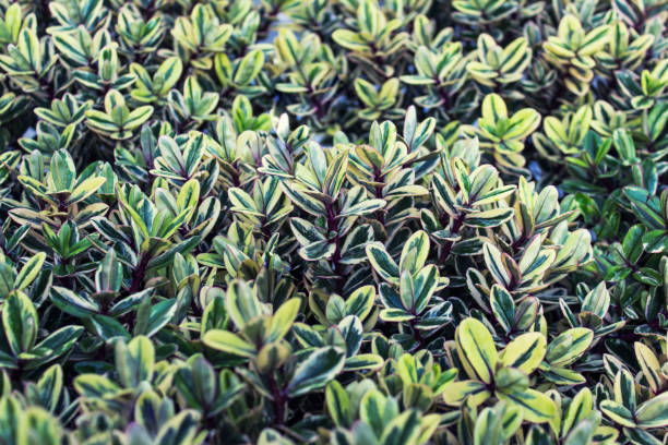 istock Uniform nature pattern made of plants leaves bushes 1339341145