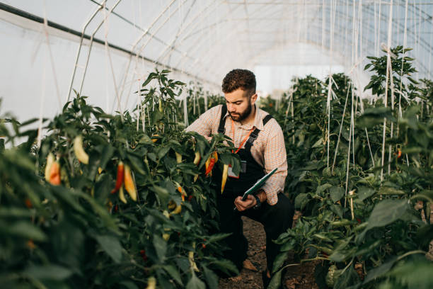 istock Young Farmer on his farm 1339341199