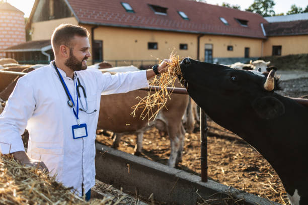istock Young veterinarian working at the farm 1339342794