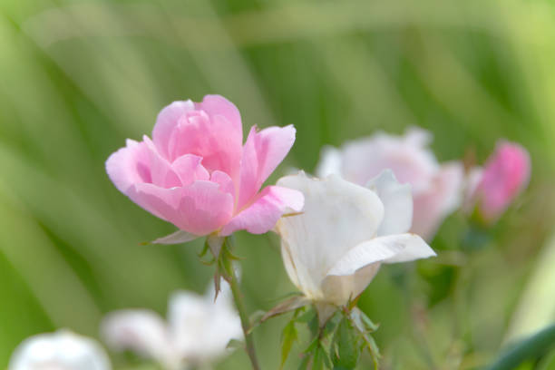Alpine Rose-Pink-Howard County, Indiana