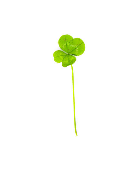 istock green four leaf clover for luck 1339343870