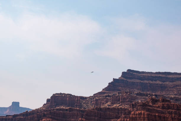 istock Bird Flying over edge of Canyon 1339344102