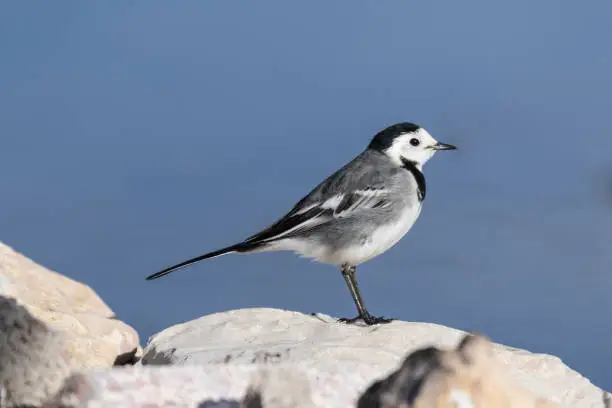 White wagtail bird in the foreground climbed on a stone