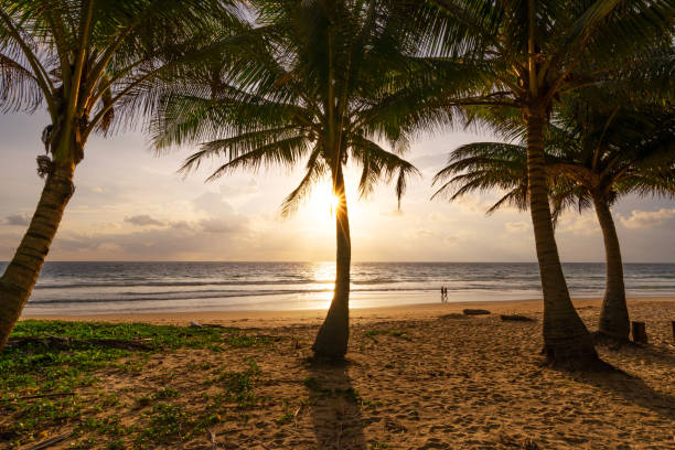 istock Beach summer vacations concept background Nature frame with coconut palm trees on the beach and sun light flare beautiful sunset or sunrise landscape background 1339349945