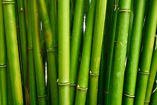 green close-up photo of bamboo