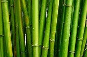 istock Organic green abstract photo of wild reeds or bamboo growing wild 1339351125