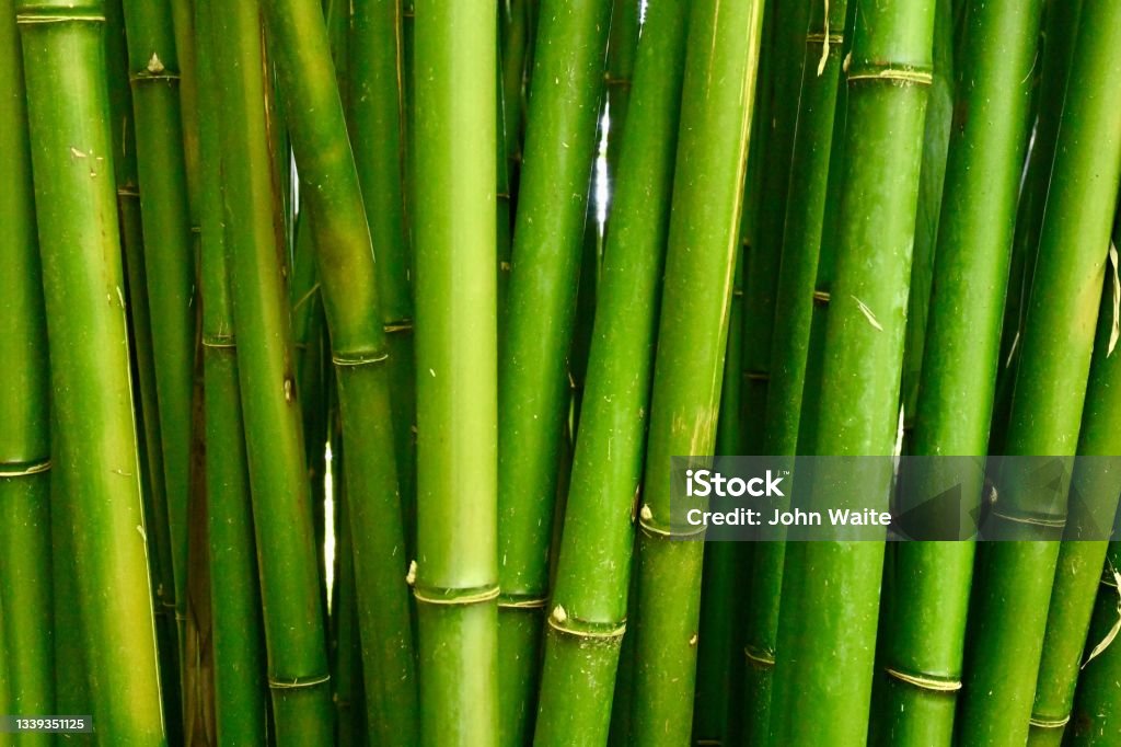 Organic green abstract photo of wild reeds or bamboo growing wild green close-up photo of bamboo Bamboo - Plant Stock Photo