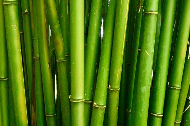 foto abstrata verde orgânica de palhetas selvagens ou bambu crescendo selvagem - bamboo - fotografias e filmes do acervo