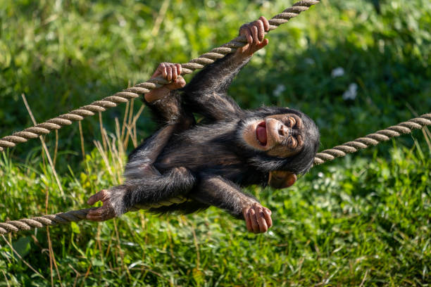 west african baby chimpanzee (pan troglodytes verus) playing with a rope. blurred background. - play the ape imagens e fotografias de stock