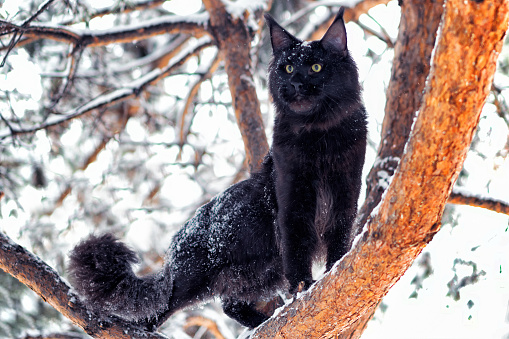A very nice black maine coon cat sitting on a tree in a winter snowy forest. Cold frosty weather.