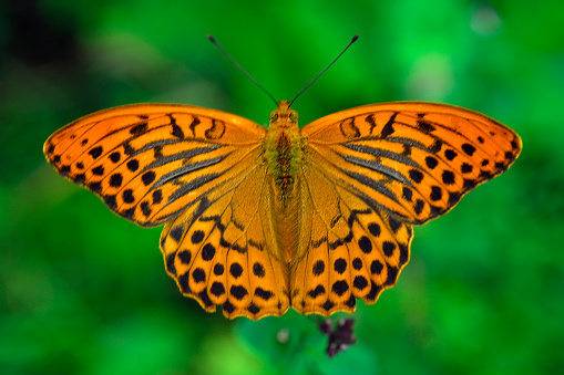 great spangled fritillary butterfly , orange butterfly