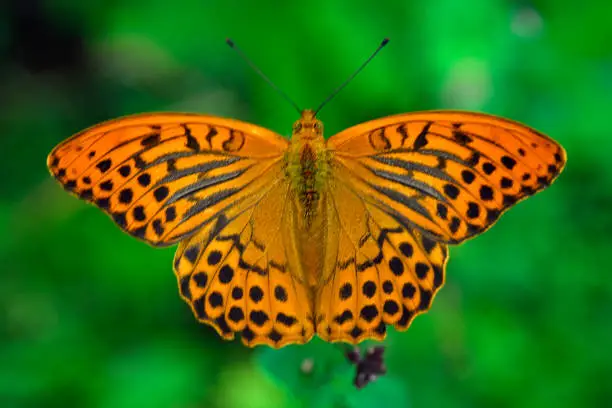 Photo of great spangled fritillary butterfly , orange butterfly