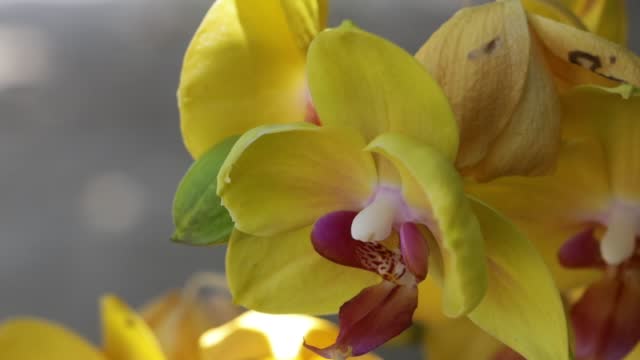 yellow orchid in the breeze
