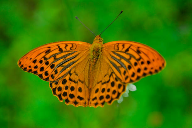istock great spangled fritillary butterfly , orange butterfly 1339357241
