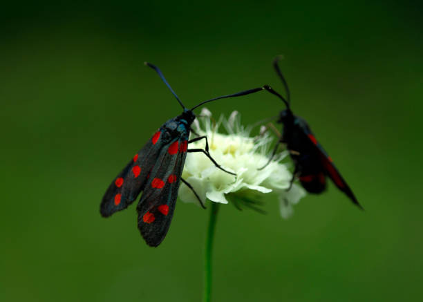 butterfly (Zygaena ephialtes), black butterfly. butterfly (Zygaena ephialtes), black butterfly. zygaena ephialtes stock pictures, royalty-free photos & images