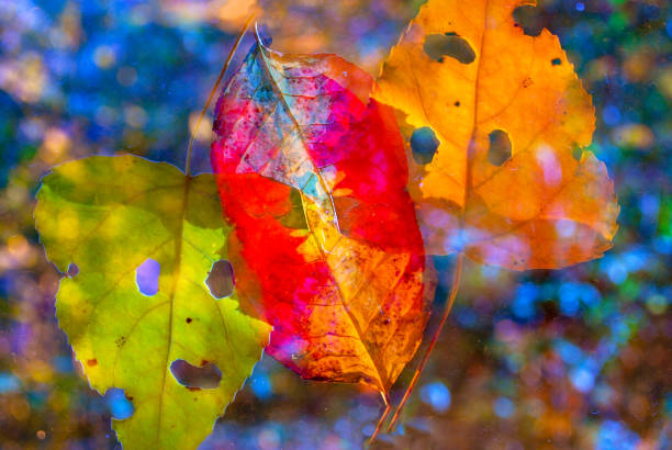 Abstract background from autumn leaves