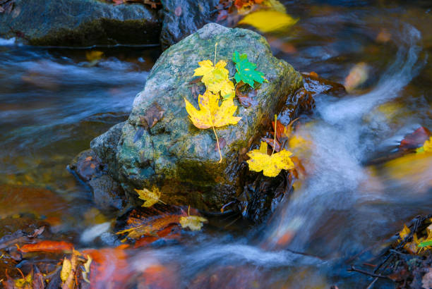 istock rapid mountain river in autumn. Colorfull wood background 1339359792