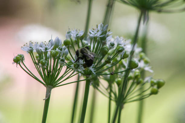 istock Herb in the garden 1339360706
