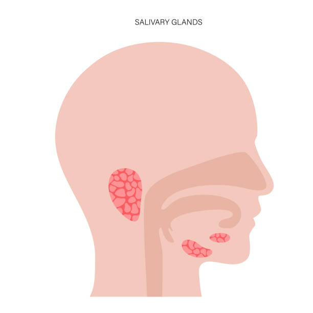 Salivary gland concept Salivary gland in human mouth. Parotid, submandibular, and sublingual glands. Produce of saliva through a system of ducts. Xerostomia oral disease anatomical poster. Medical flat vector illustration. salivary gland surgery stock illustrations