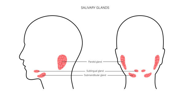 Salivary gland concept Salivary gland in human mouth. Parotid, submandibular, and sublingual glands. Produce of saliva through a system of ducts. Xerostomia oral disease anatomical poster. Medical flat vector illustration. salivary gland surgery stock illustrations