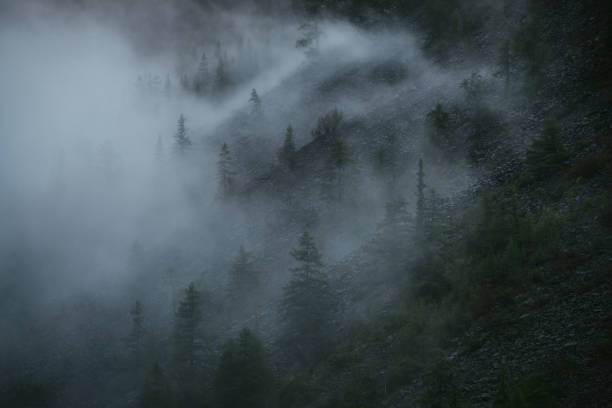 istock Minimal mountain scenery with low clouds among coniferous trees on steep slope. Minimalist alpine landscape of mountainside with tops of firs in low clouds. Silhouettes of trees in fog on mountain. 1339361439